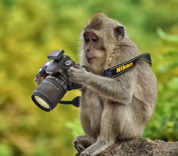 MORSOMME BILDER DYR Babu